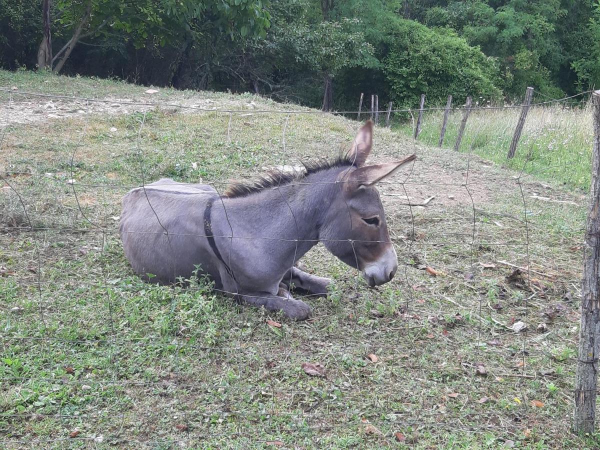 Guesthouse Gospodi Cerovlje Dış mekan fotoğraf